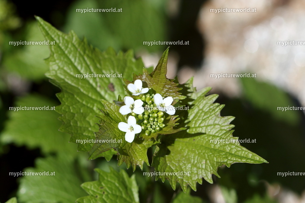 Knoblauchsrauke-004 | Das Bilderarchiv über Tiere, Planzen und Landschaften. In der Bilddatenbank finden Sie ein große Auswahl an hochwertigen Bilder für Ihre Werbung - Realisiert mit Pictrs.com