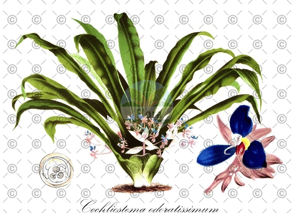HistAbb_wfo-0000902571_1_ENZY_Simple | Historische Abbildung von Cochliostema odoratissimum - Commelinaceae | Historical Illustration of Cochliostema odoratissimum - Commelinaceae