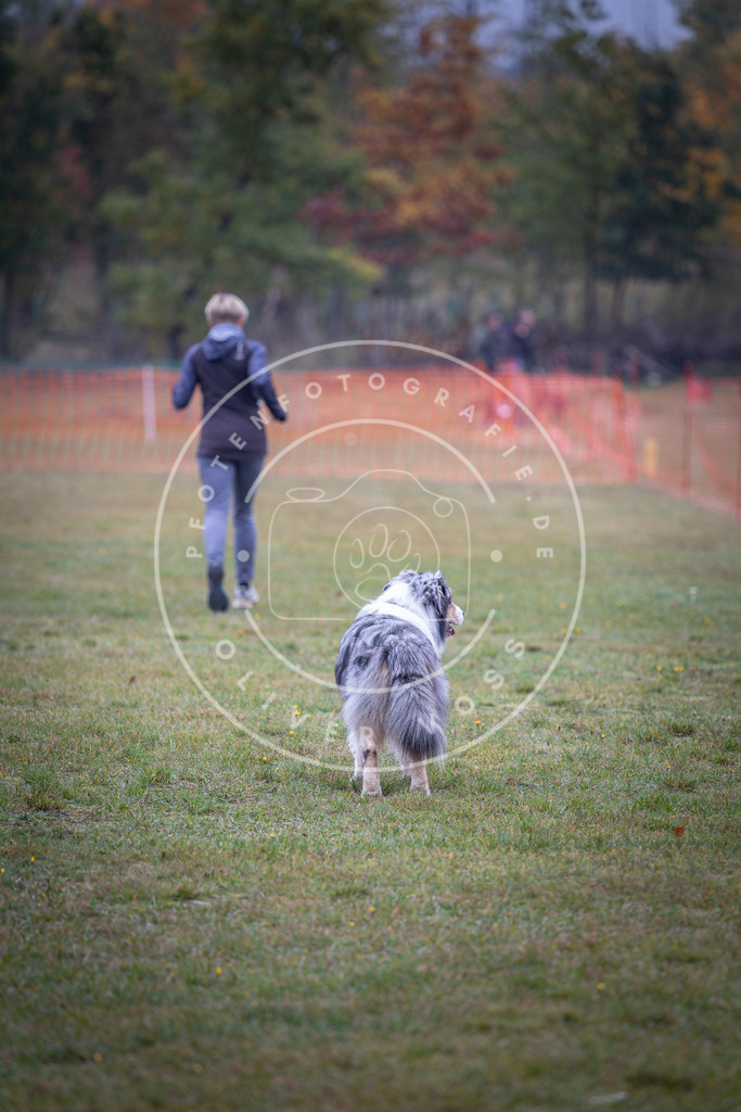 Pfotenfotografie_DV3A9513 | Hundefotografie, Tierfotograf, Pfotenfotografie, Fotoshooting Hund, Hunde Portrait, Hundesport, Hundeportraits, Heideshooting, Hunde, Sportfotograf, Hundefotograf, Turnierhundsport, THS,  - Realisiert mit Pictrs.com