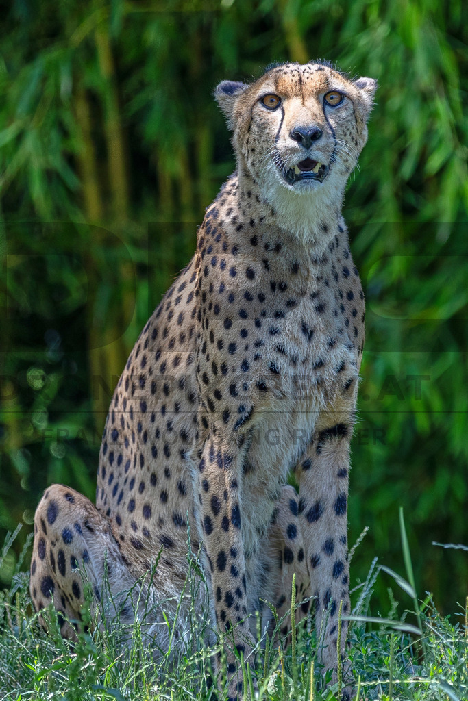Gepard in Bewegung | Ein Gepard durchstreift das hohe Gras. Kraft, Eleganz und Geschwindigkeit vereinen sich in diesem Moment der Wildtierfotografie. - Realisiert mit Pictrs.com