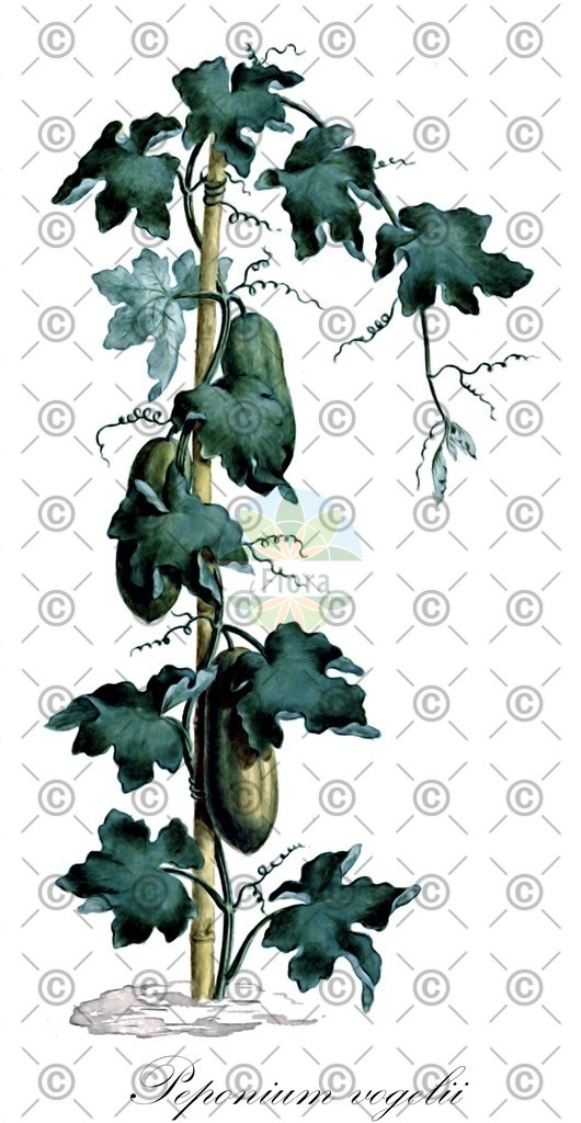 HistAbb_wfo-0000267192_1_ENZY_Simple | Historische Abbildung von Peponium vogelii - Cucurbitaceae | Historical Illustration of Peponium vogelii - Cucurbitaceae