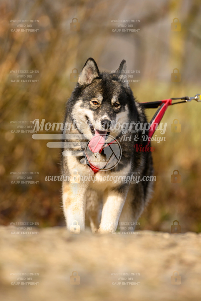 MompixPhotography_6ReiatRennen2026_SA_HappyDog-31 | PayLife