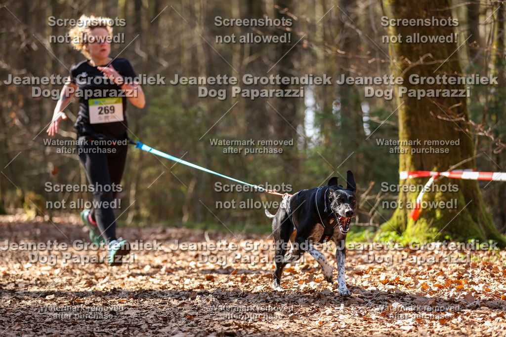 Dog Paparazzi - VCC26-1296 | Dog Paparazzi Jeanette Grottendiek Fotografie & Videografie - Realisiert mit Pictrs.com