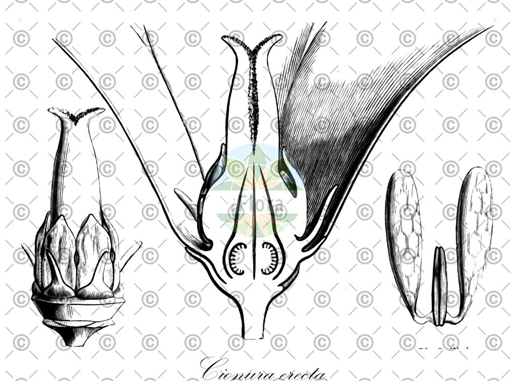 HistAbb_wfo-0000605565_2_ENZY_Simple | Historische Abbildung von Cionura erecta - Apocynaceae | Historical Illustration of Cionura erecta - Apocynaceae
