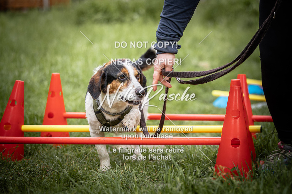 nelerasche_So-earlydog_10 | nelerasche