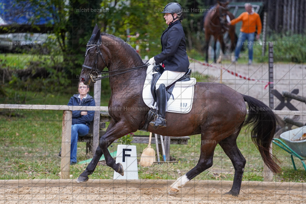 20231007-SN_00962 | Professionelle Turnier- und Reitsportfotografie - mit dem Finger am Auslöser. Pferdebilder aus dem Reitsport von den Turnierfotografen  Bayern , Pferdefotograf Bayern, Pferdeshooting Turnierbilder, Hochzeitsfotograf, Eventfotograf, Hochzeitsbilder
