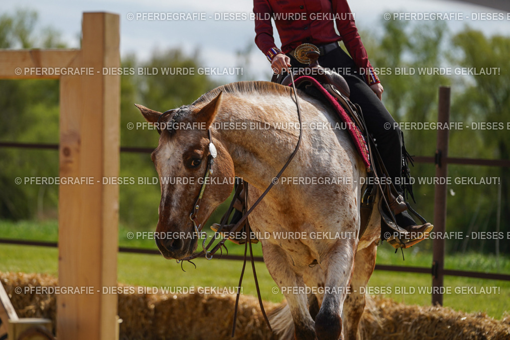 DSC04376 | Pferdegrafie