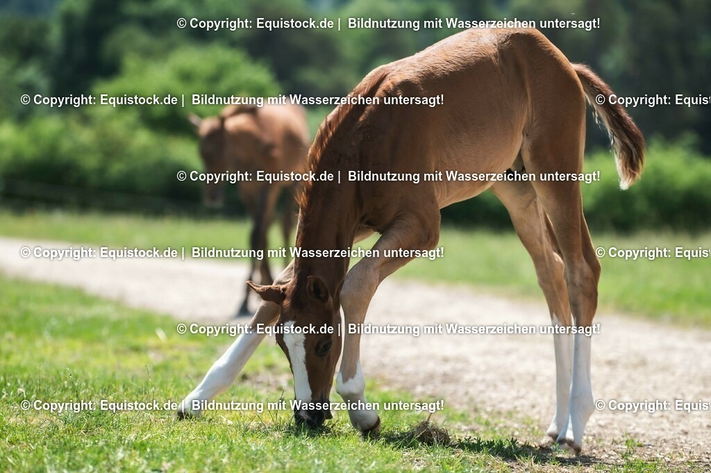 20210617_Fohlen_0235 | Foto: Thomas Hartig