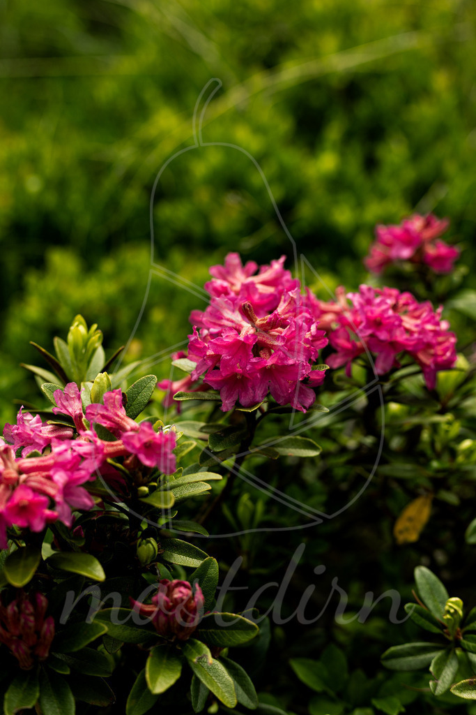 Almrauschblüte | Bei Veröffentlichung des Bildes ist eine Namensnennung wie folgt erforderlich: Foto: Mostdirn Irmgard Wieser - Realisiert mit Pictrs.com