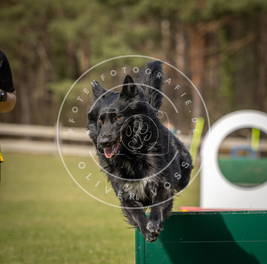Pfotenfotografie_DV3A0733 | Hundefotografie, Tierfotograf, Pfotenfotografie, Fotoshooting Hund, Hunde Portrait, Hundesport, Hundeportraits, Heideshooting, Hunde, Sportfotograf, Hundefotograf, Turnierhundsport, THS,  - Realisiert mit Pictrs.com