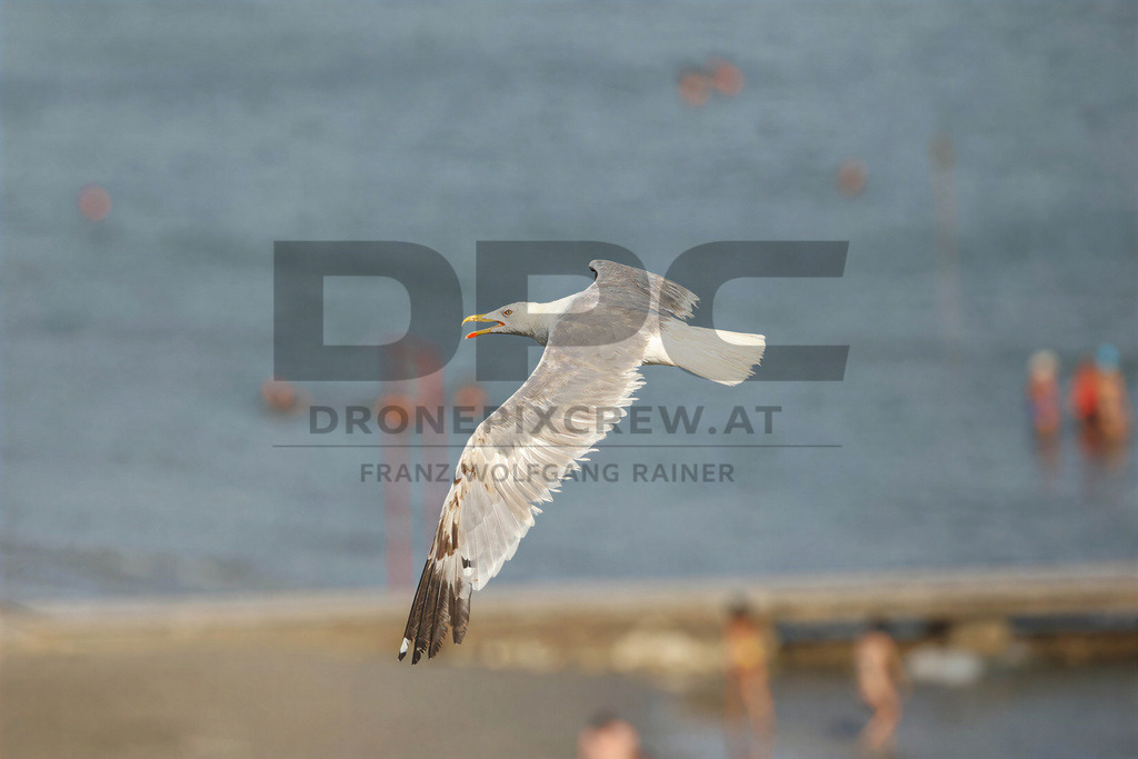 Yellow-legged Gull (Larus michahellis) | Yellow-legged Gull (Larus michahellis), a large gull species commonly found along Mediterranean coasts, rocky shorelines, harbours and coastal areas. - Realisiert mit Pictrs.com