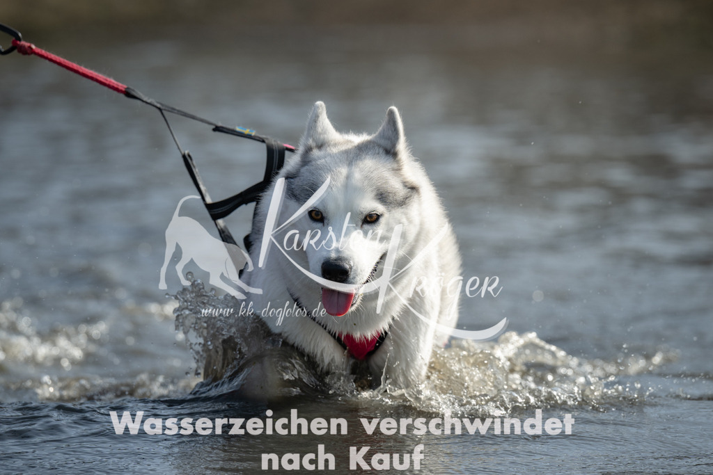 1232_ZZ90403 | kk-dogfotos