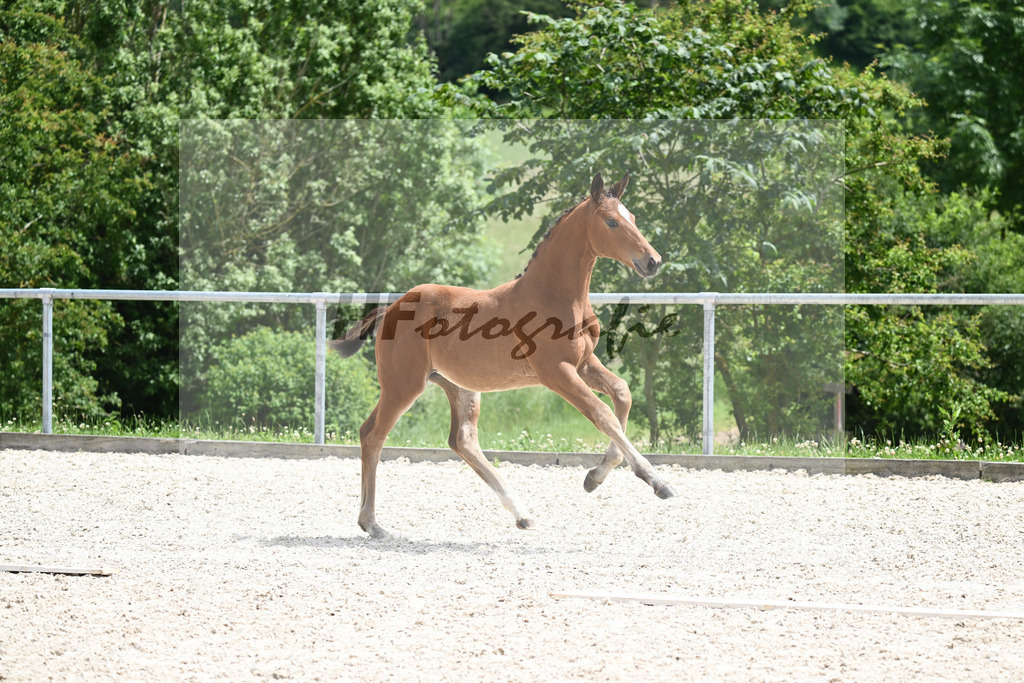 Viva Vitalis x Locksley III_SF_Ochs_20240485 | hf-fotografie - Realisiert mit Pictrs.com