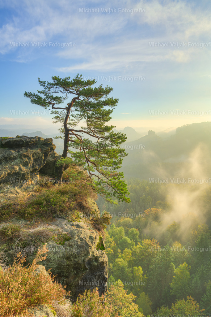 Kiefer am Gleitmannshorn in der Sächsischen Schweiz | Aussicht von den Gleitmannshörnern unterhalb des Kleinen Winterbergs in Richtung Winterstein (Hinteres Raubschloss) kurz nach Sonnenaufgang im Frühherbst. - Realisiert mit Pictrs.com