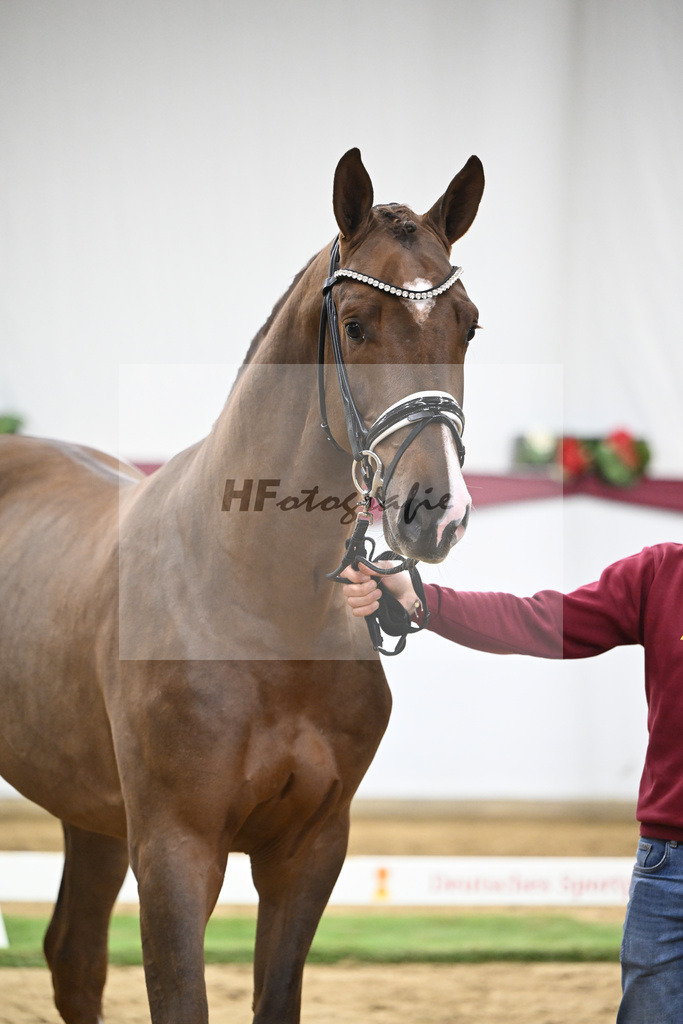 Kat-Nr. 48 Valdiviani x De Beau_Schult Horses GmbH _ Co. KG_47251689 | hf-fotografie - Realisiert mit Pictrs.com