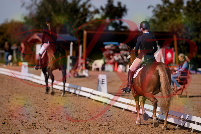 2026_10_03_Siefer-Hof_120005_Z81_01352276 | Professionelle Reitsport-, Turnier- und Eventfotografie von Robert Broda. Galerien mit ausgewählten und bearbeiteten Bildern direkt online ansehen und bestellen.
