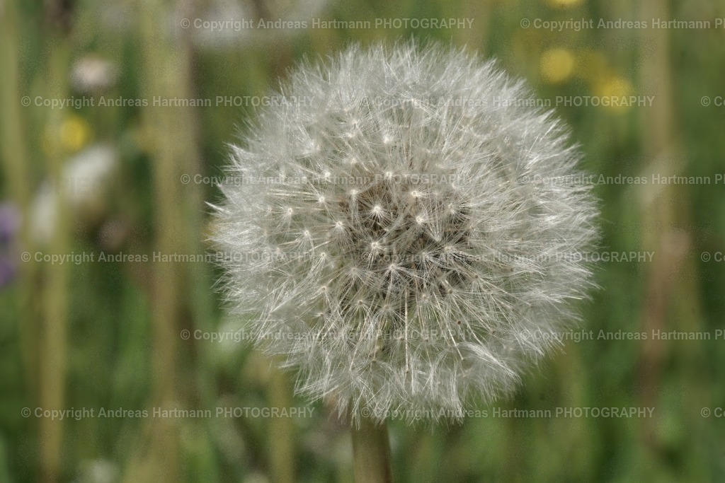 Pußteblume | Pußteblume - Realisiert mit Pictrs.com