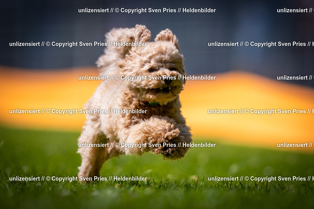 Sven Pries | 2025-08-10 - Hunderennen Durlach - Realisiert mit Pictrs.com