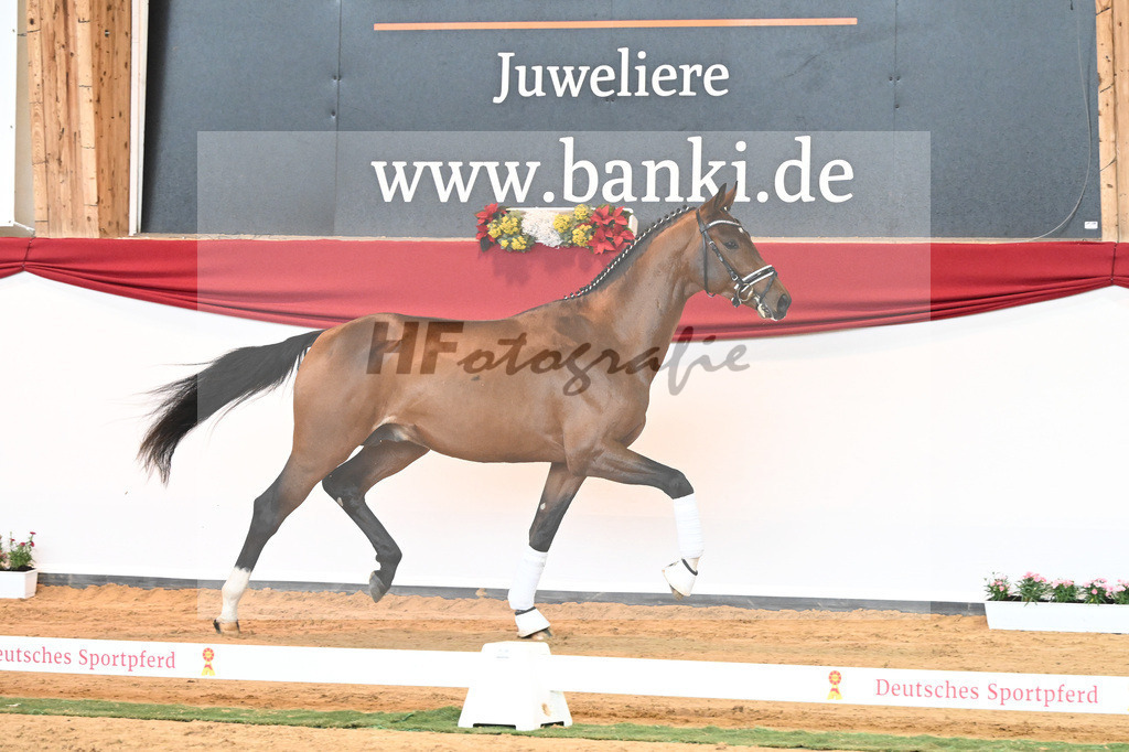 Kat-Nr. 56 Va Pensiero x Desperados_Gestuet Greim_43230814 | hf-fotografie - Realisiert mit Pictrs.com
