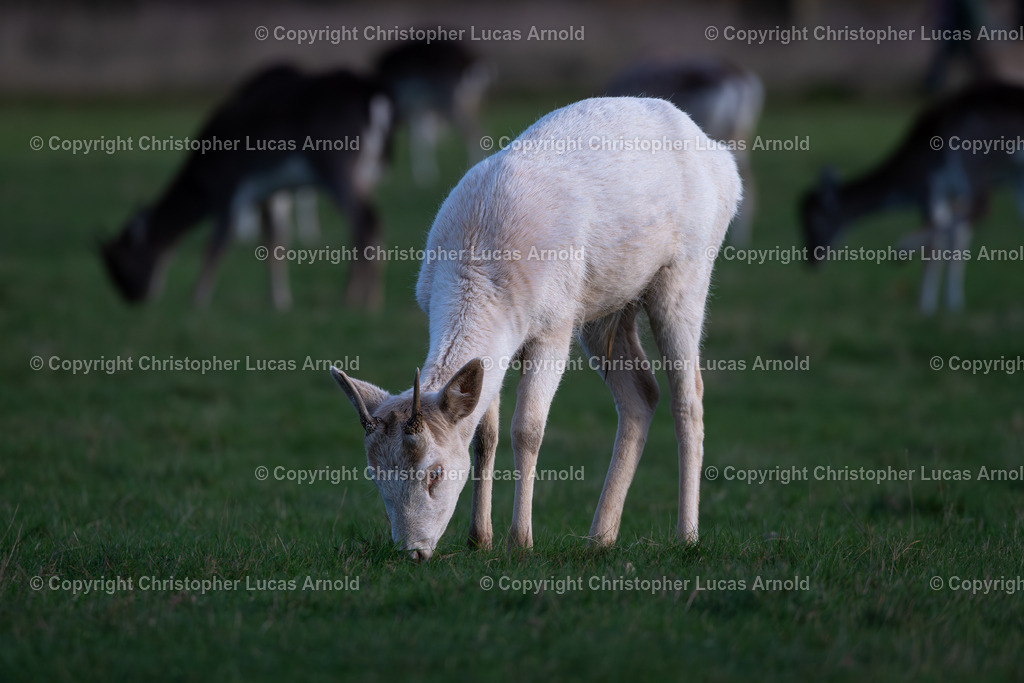 Damwild_ weiß | bildkomponist - Realisiert mit Pictrs.com