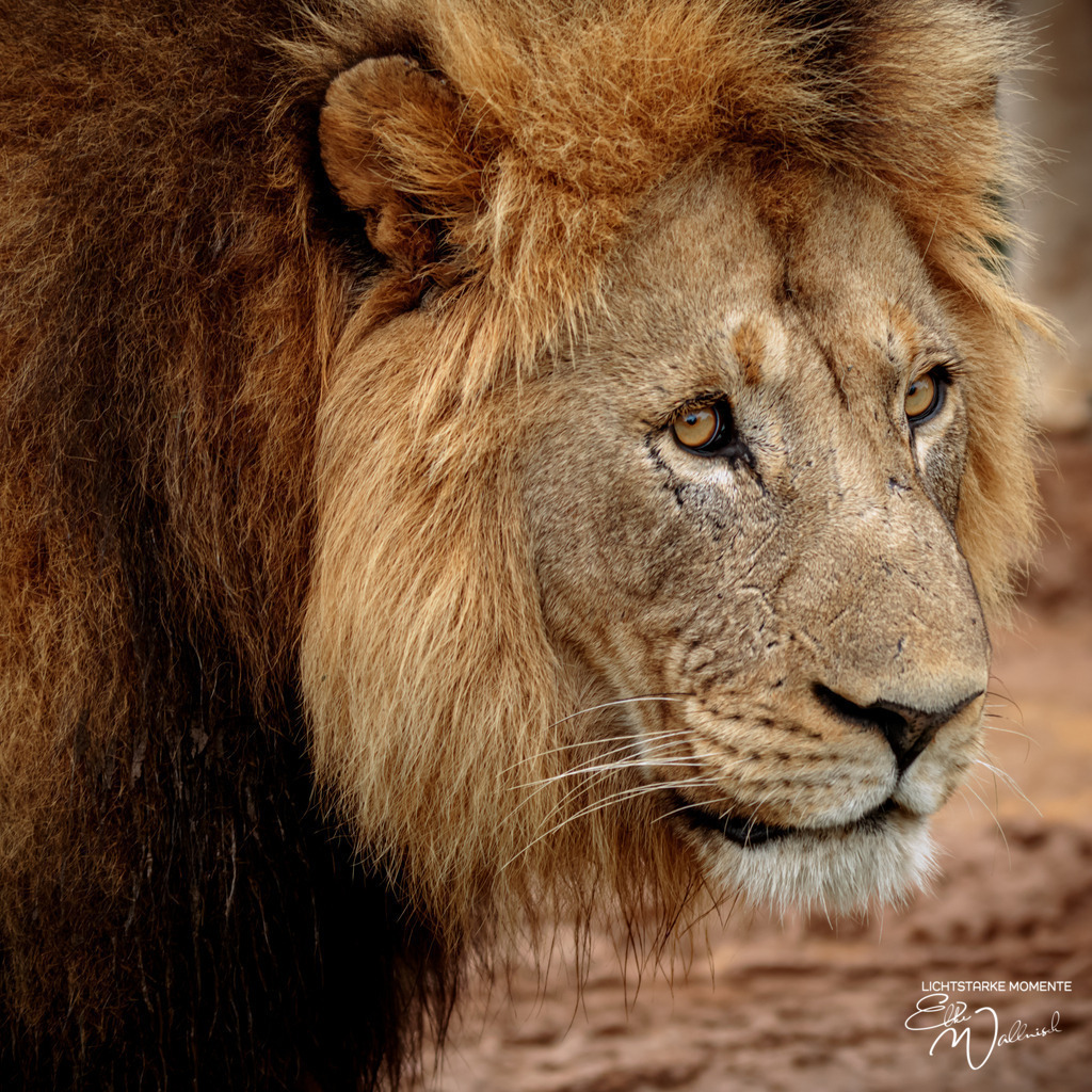 20231010-081645 SOUTHAFRIKA_-1 | Herzlich willkommen auf meiner Seite! Ich bin Elke Wallnisch, Deine Fotografin für lichtstarke Momente. Der Name steht für alles, was mich mit der Fotografie verbindet: Das Licht und seine machtvolle Wirkung auf eine Situation oder unsere Stimmung - Realisiert mit Pictrs.com