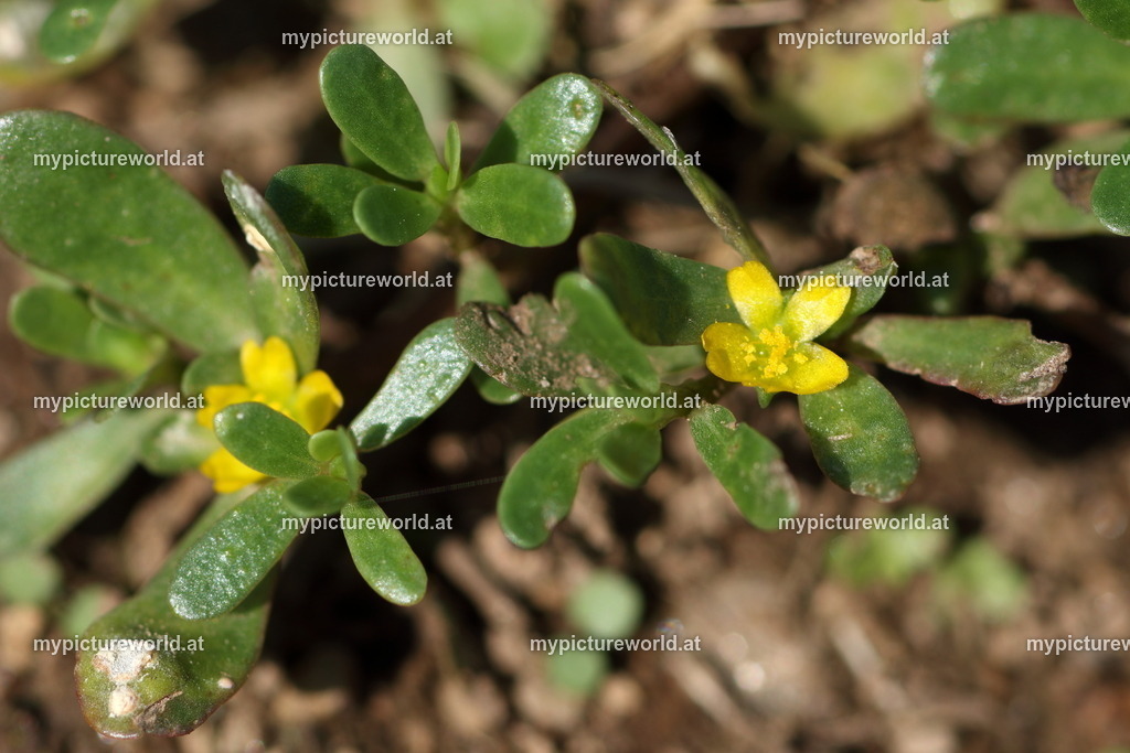 Portulak-001 | Das Bilderarchiv über Tiere, Planzen und Landschaften. In der Bilddatenbank finden Sie ein große Auswahl an hochwertigen Bilder für Ihre Werbung - Realisiert mit Pictrs.com