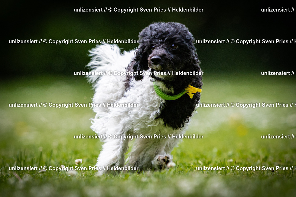 Sven Pries | 2025-05-29 - Pudelrennen KA-Durlach - Realisiert mit Pictrs.com