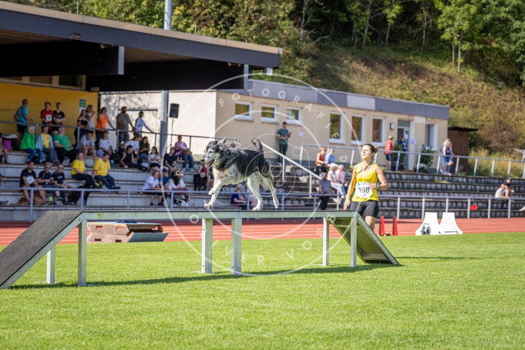 Pfotenfotografie_DV3A9840 | Hundefotografie, Tierfotograf, Pfotenfotografie, Fotoshooting Hund, Hunde Portrait, Hundesport, Hundeportraits, Heideshooting, Hunde, Sportfotograf, Hundefotograf, Turnierhundsport, THS,  - Realisiert mit Pictrs.com