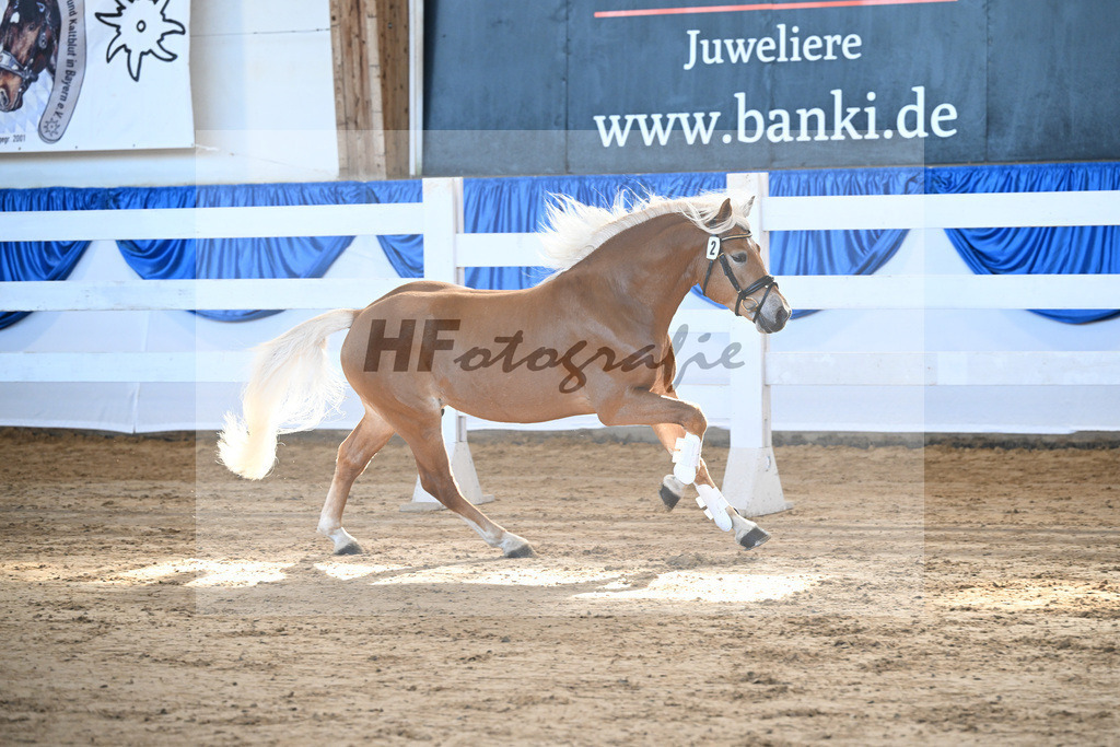 Kat-Nr. 2 v. Bentley_Haas_8260038 | hf-fotografie - Realizzato con Pictrs.com