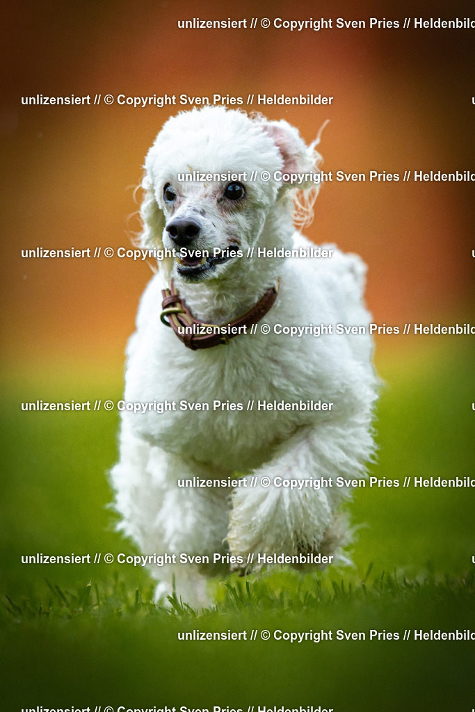 Sven Pries | 2025-09-21 - Hunderennen Baden-Oos - Realisiert mit Pictrs.com