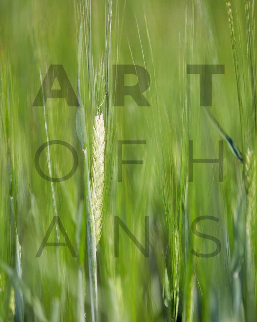 Ein Hans Fineart Original | Entdecke die Kunst von Hans Fineart - Fotografien für dein Zuhause. Verwandle deine Wände mit einzigartigen Kunstwerken und bringe die Schönheit der Welt in dein Leben. Bestelle jetzt und schaffe einen Ort der Inspiration und Eleganz.