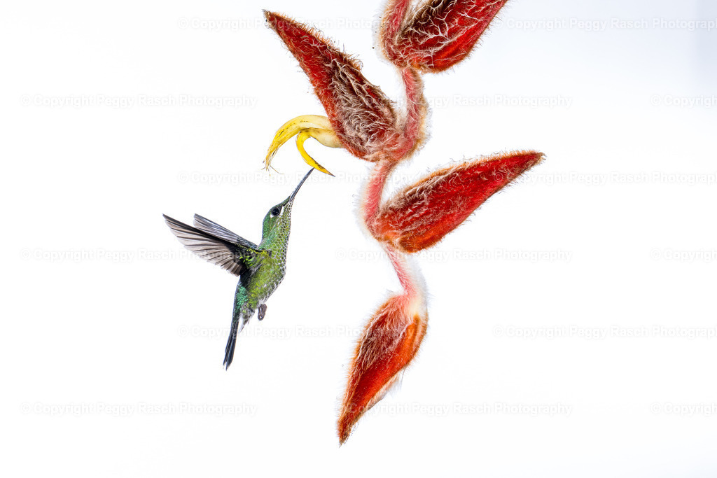 Kolobris (9) | PeggyRaschPhotography - Realisiert mit Pictrs.com