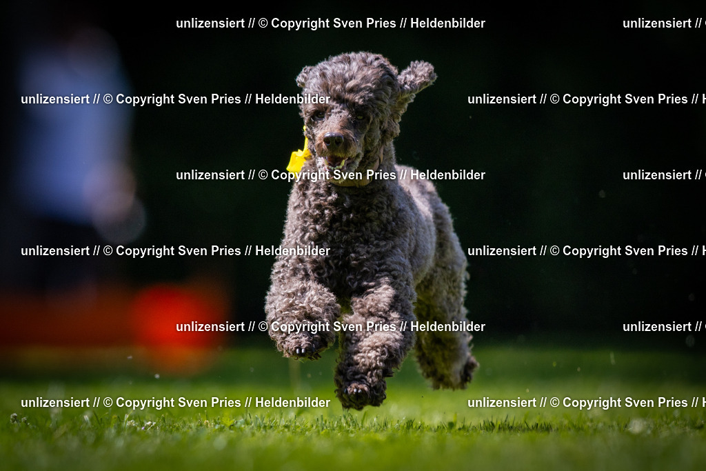 Sven Pries | 2025-08-10 - Hunderennen Durlach - Realisiert mit Pictrs.com