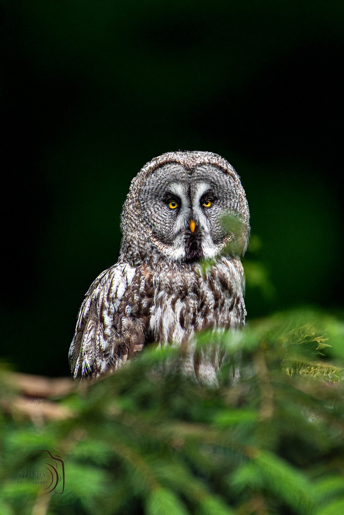 Tierpark Arth-Goldau-9828-Verbessert-RR-Bearbeitet | Holzisphotography, Landschaftsfotografie, Wildlifefotogorafie - Realisiert mit Pictrs.com