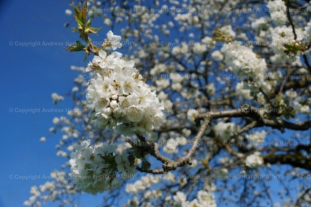 Kirschblüten | Kirschblüten - Realisiert mit Pictrs.com