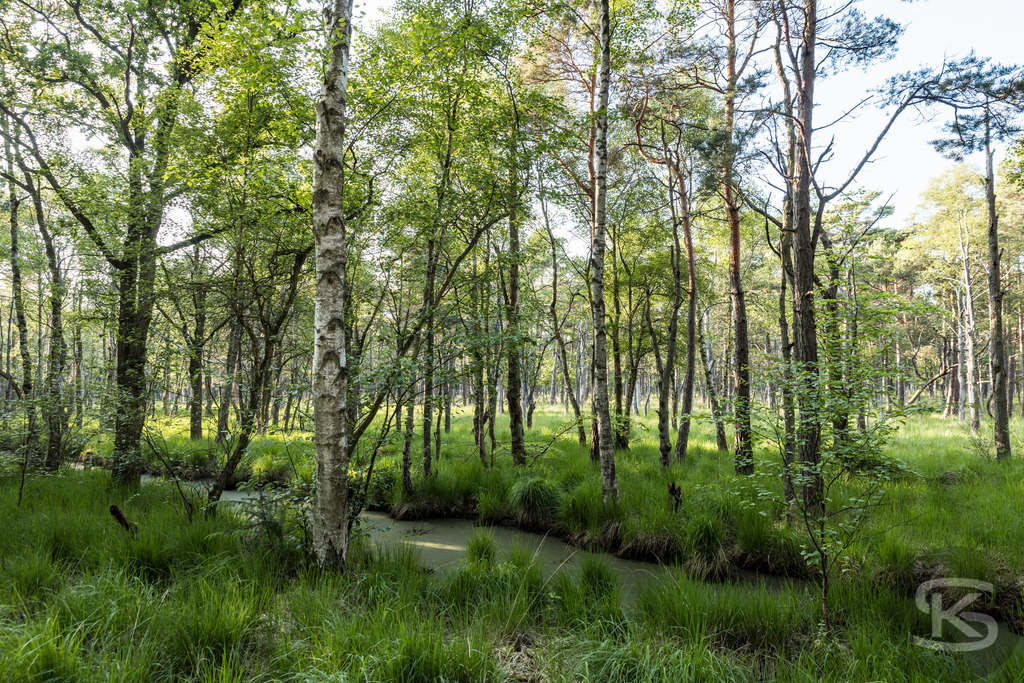 Sonnendurchfluteter Birkenwald am Weststrand – Fischland-Darß-Zingst | Idyllischer Birkenwald am Fußweg zum Weststrand auf Fischland-Darß-Zingst. Lichtes Unterholz, saftige Wiesen und charakteristische Ostseeküsten-Natur der Halbinsel Darß. Naturfotografie Mecklenburg-Vorpommern. - Realisiert mit Pictrs.com