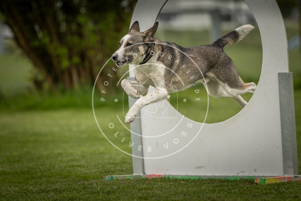Pfotenfotografie_DV3A2857 | Hundefotografie, Tierfotograf, Pfotenfotografie, Fotoshooting Hund, Hunde Portrait, Hundesport, Hundeportraits, Heideshooting, Hunde, Sportfotograf, Hundefotograf, Turnierhundsport, THS,  - Realisiert mit Pictrs.com
