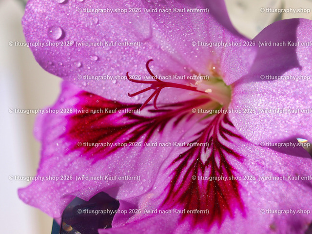 titusgraphy_P7127677-vz-ln | titusgraphy-shop: Geschenkideen mit Qualitätsfotos. titusgraphy-shop: gift ideas with quality photos. titusgraphy-shop: idées cadeaux avec photos de qualité.  - Realisiert mit Pictrs.com