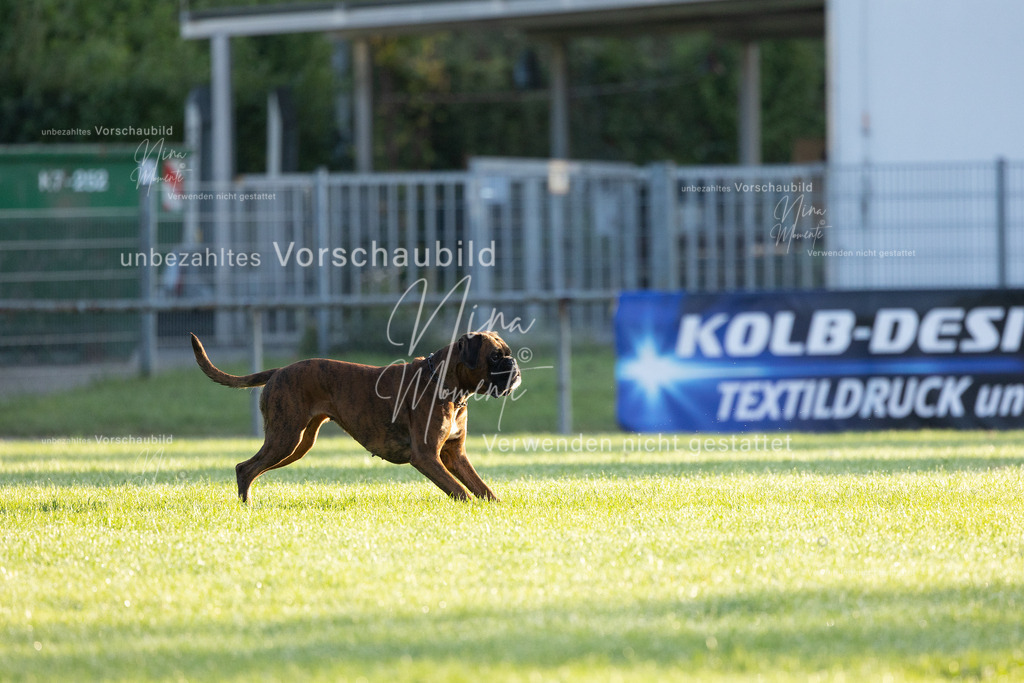 _16A5989 | Einzigartige Fotos von Hunden & Menschen –Actionfotos, Portraits, Vereinsaufnahmen & Paarshootings – authentisch, lebendig & mit Herz.