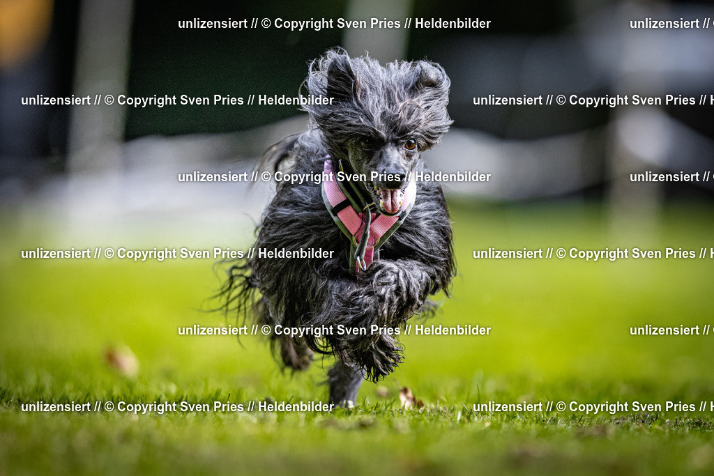 Sven Pries | 2025-10-03 - Hunderennen Obergrombach - Realisiert mit Pictrs.com