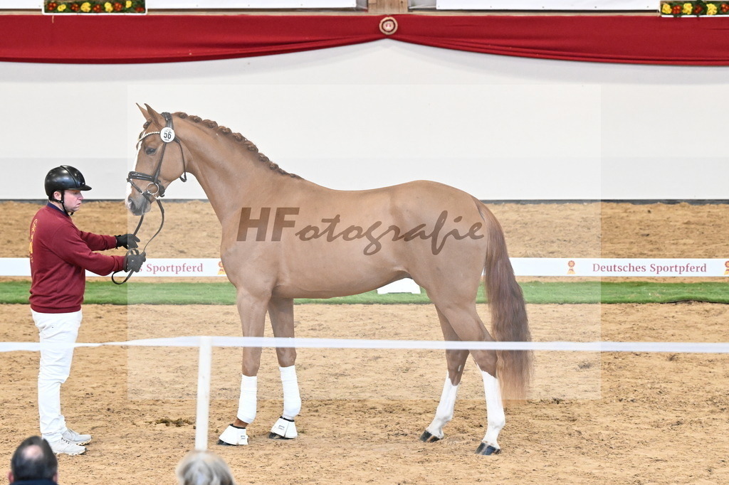 Kat.-Nr. 56 v. Fidelity_Sonnenschein_2250277 | hf-fotografie - Realisiert mit Pictrs.com