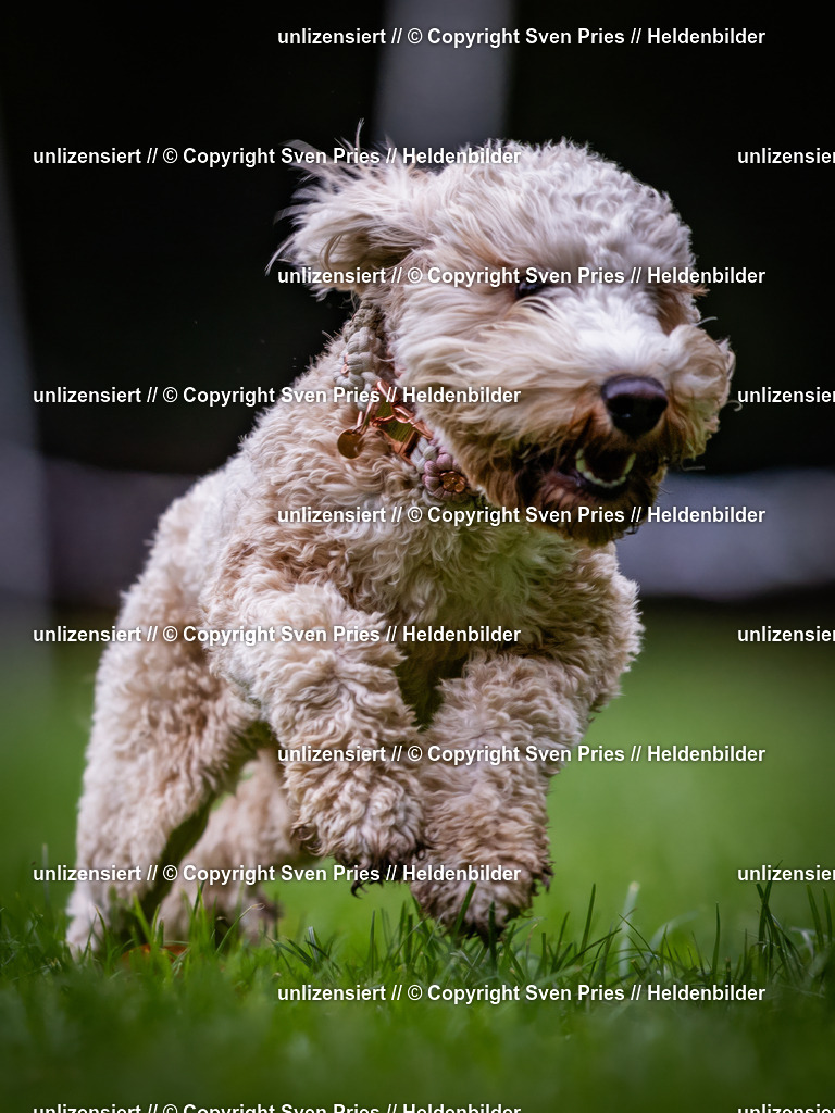 Sven Pries | 2024-10-19 - Hunderennen Ober-Grombach - Realisiert mit Pictrs.com