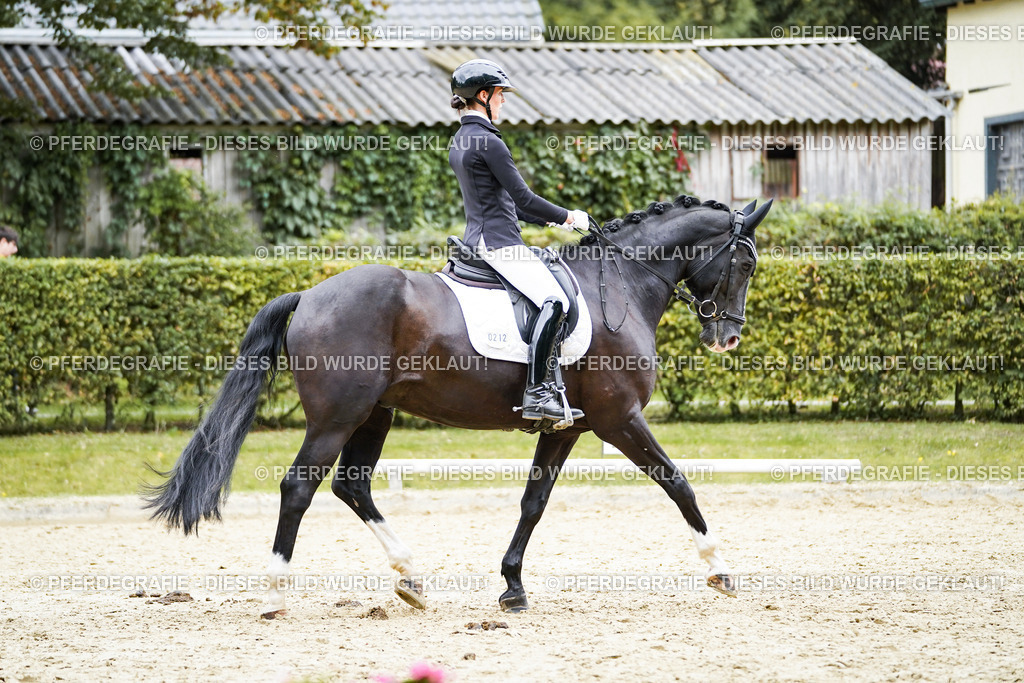 DSC09629 | Pferdegrafie