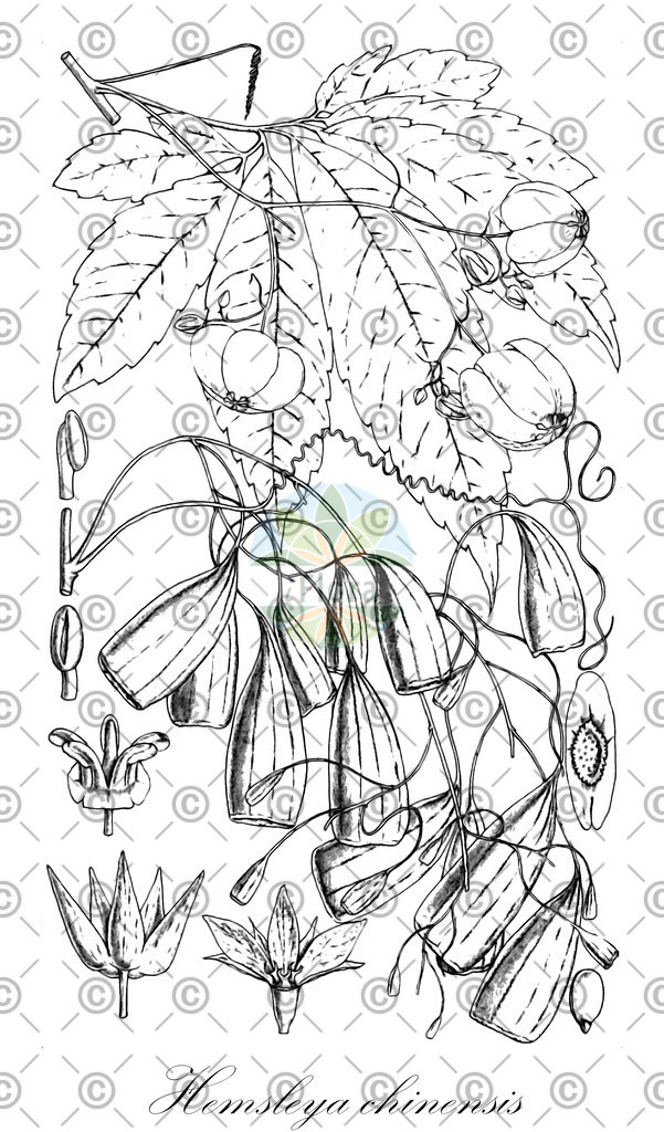 HistAbb_wfo-0001195671_1_ENZY_Simple | Historische Abbildung von Hemsleya chinensis - Cucurbitaceae | Historical Illustration of Hemsleya chinensis - Cucurbitaceae