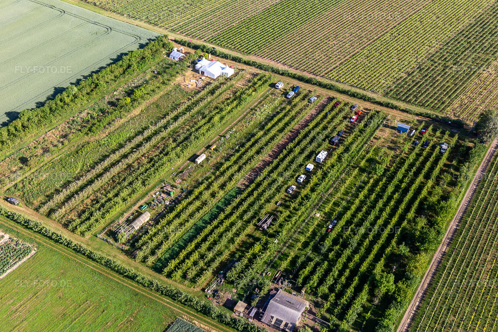 Luftbild: Obstplantage im Ortsteil Mühlhofen in Billigheim-Ingenheim im Bundesland Rheinland-Pfalz in Deutschland. Foto: IMG_132291.jpg vom 28.05.2022 durch Werner Riehm/FLY-FOTO.de