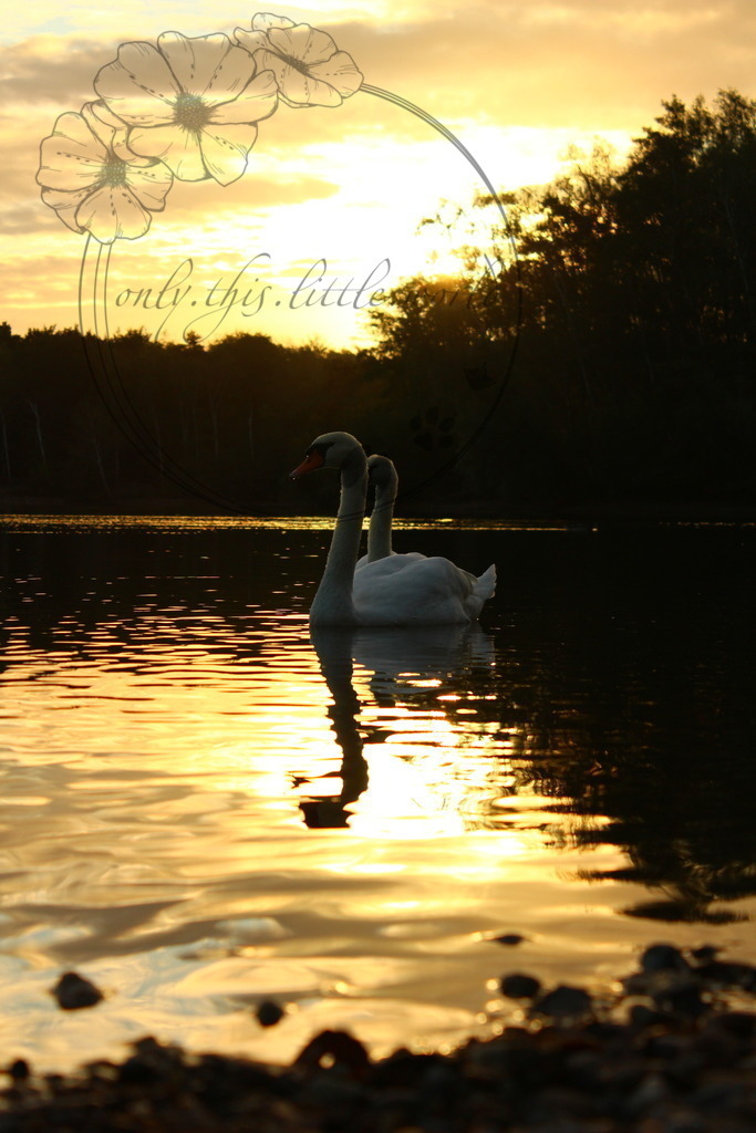 IMG_7363 | only.this.little.world - Realisiert mit Pictrs.com