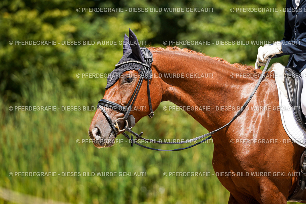 DSC01101 | Pferdegrafie