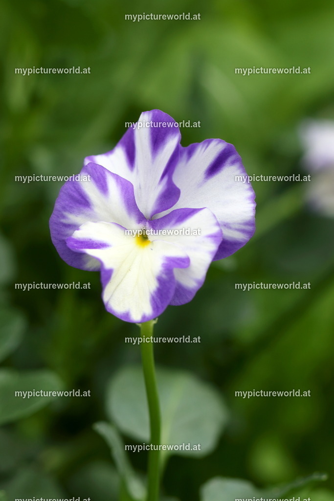 Duftveilchen-001 | Duftveilchen "Rebecca" - Realisiert mit Pictrs.com