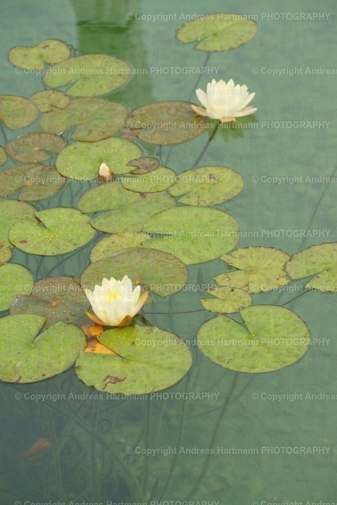 Gelbe Seerose | Gelbe Seerose - Realisiert mit Pictrs.com