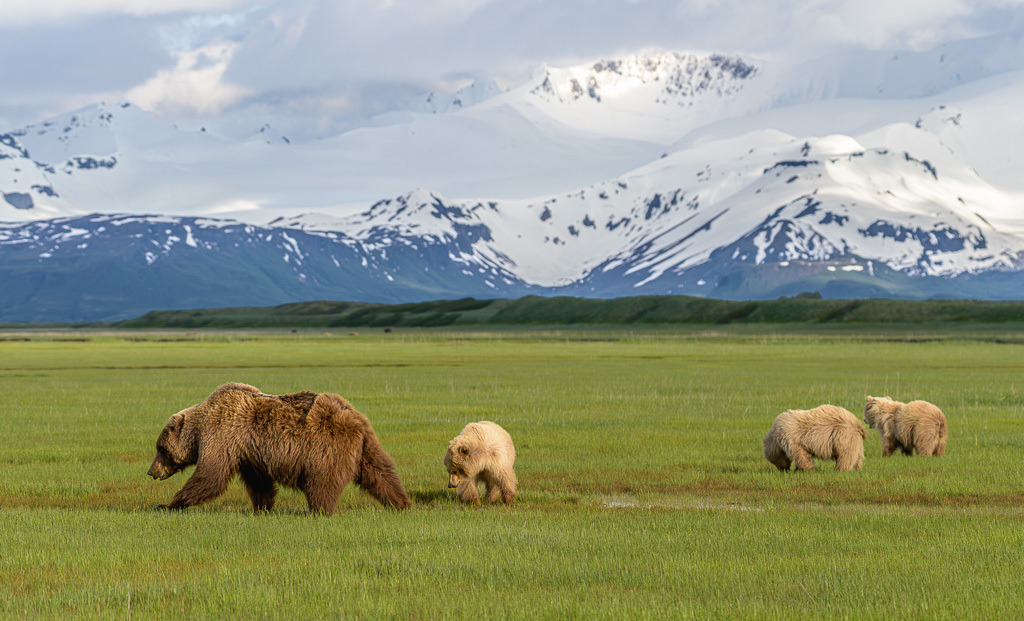 Alaska | Flug von Homer zu den Bärengebieten in Lake Clark NP und Katmai NP.  Schauplatz hier: Katmai. - Realisiert mit Pictrs.com